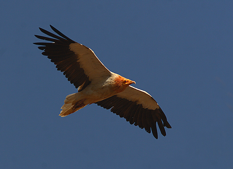Egyptian_vulture_in_flight
